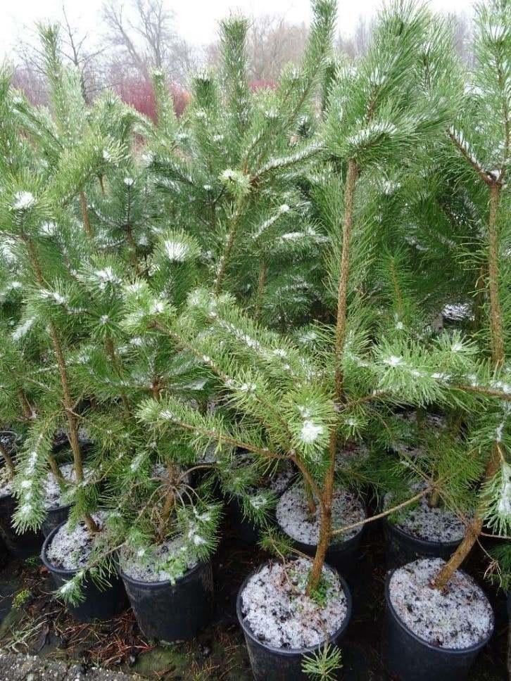 Grove Den Pinus Sylvestris 50-60 cm in Pot, Ophalen of Verzenden, In pot