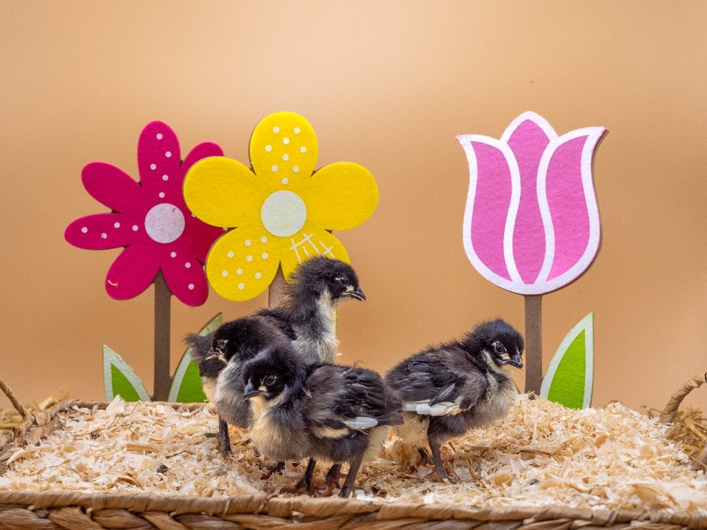 Jonge tamme Australorp kuiken gesekst en ingeënt