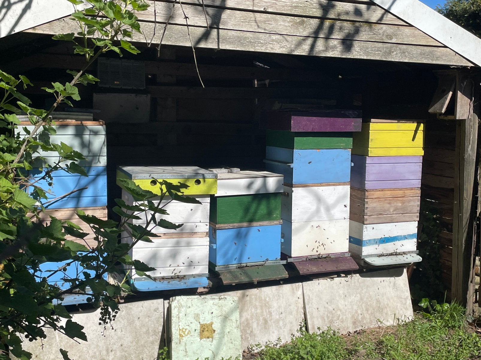 Zachtaardig bijenvolken te koop op simplex ramen., Animaux & Accessoires, Insectes & Araignées, Abeilles