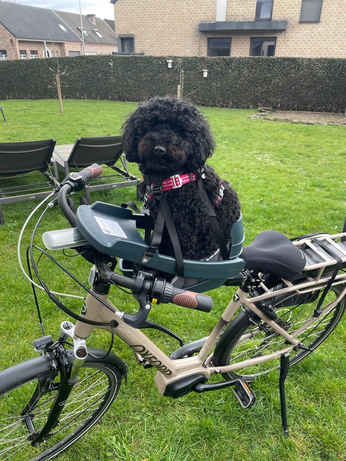 Buddyrider, honden fietsmand, Fietsen en Brommers, Ophalen, Zo goed als nieuw, Buddy Rider