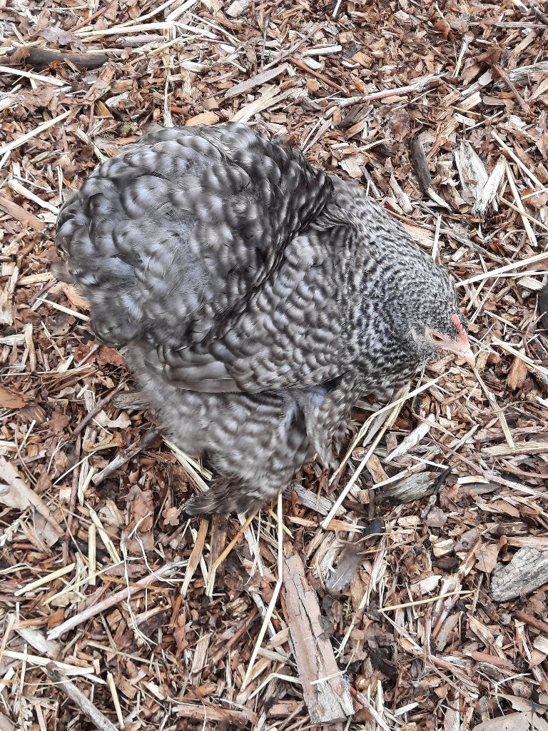 Cochin, Plusieurs animaux, Poule ou poulet