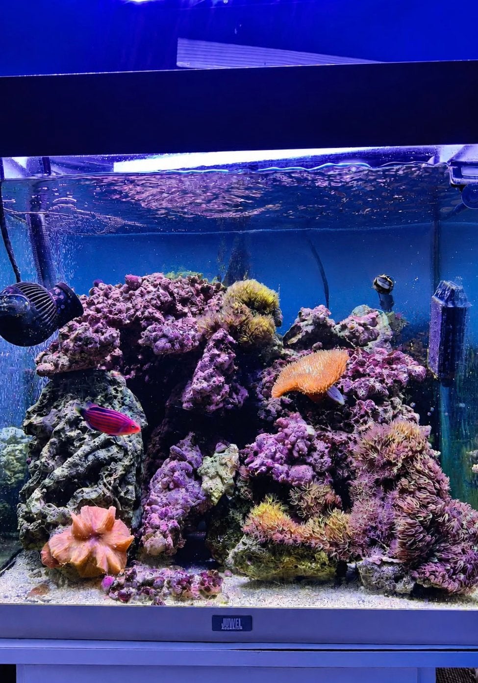 Zee aquarium inhoud te koop, Dieren en Toebehoren, Zoutwatervis