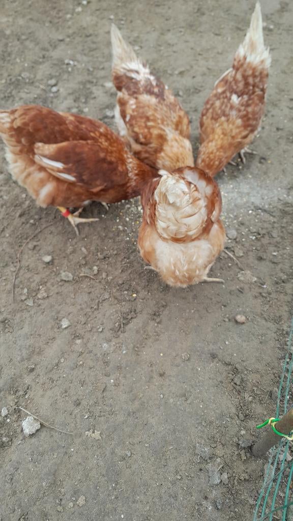 Kippen, Dieren en Toebehoren, Pluimvee