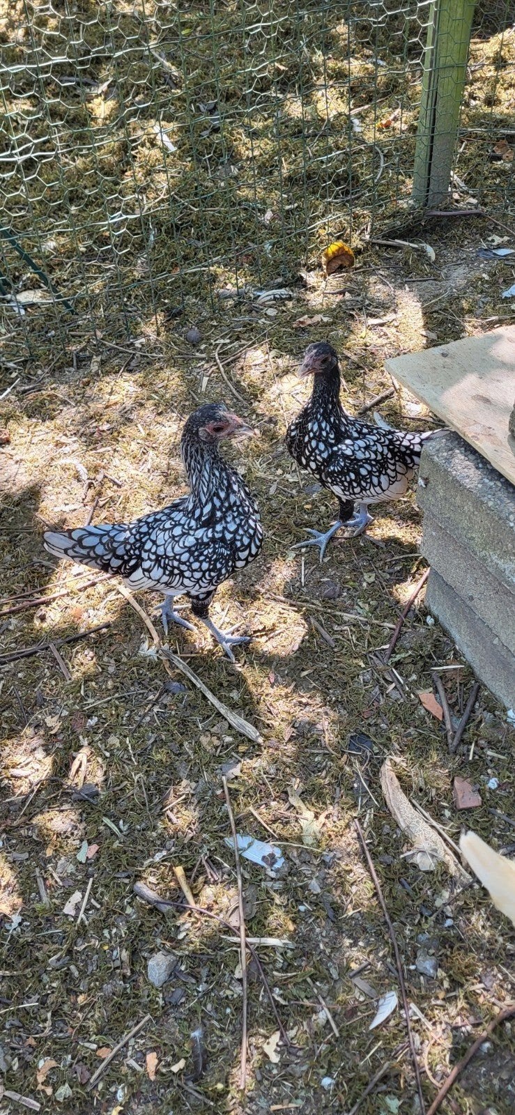 sebright kipjes, Dieren en Toebehoren
