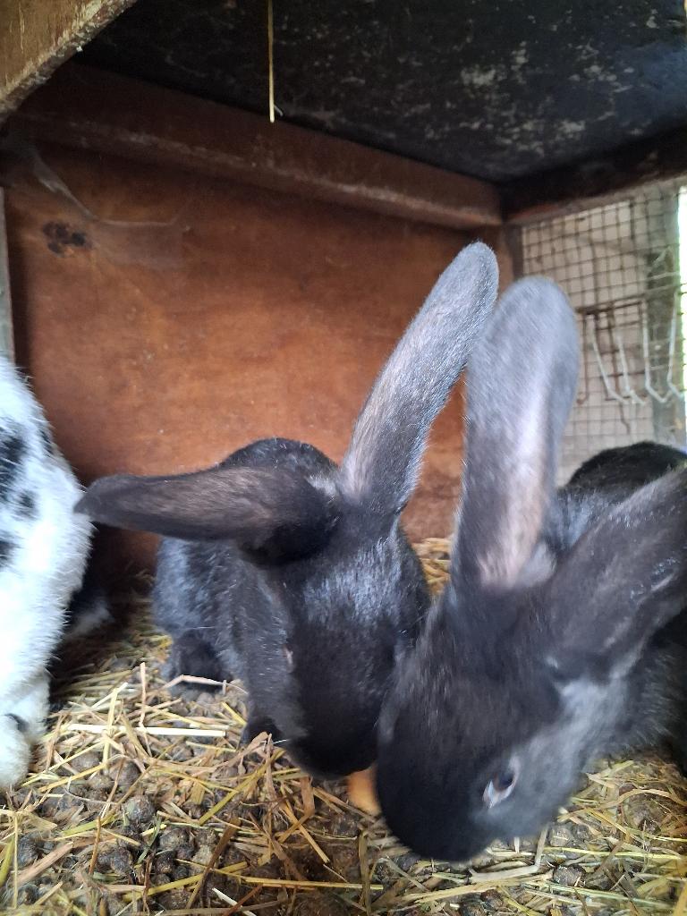 Te koop konijnen, Dieren en Toebehoren, Konijnen, Geslacht onbekend, Groot, 0 tot 2 jaar