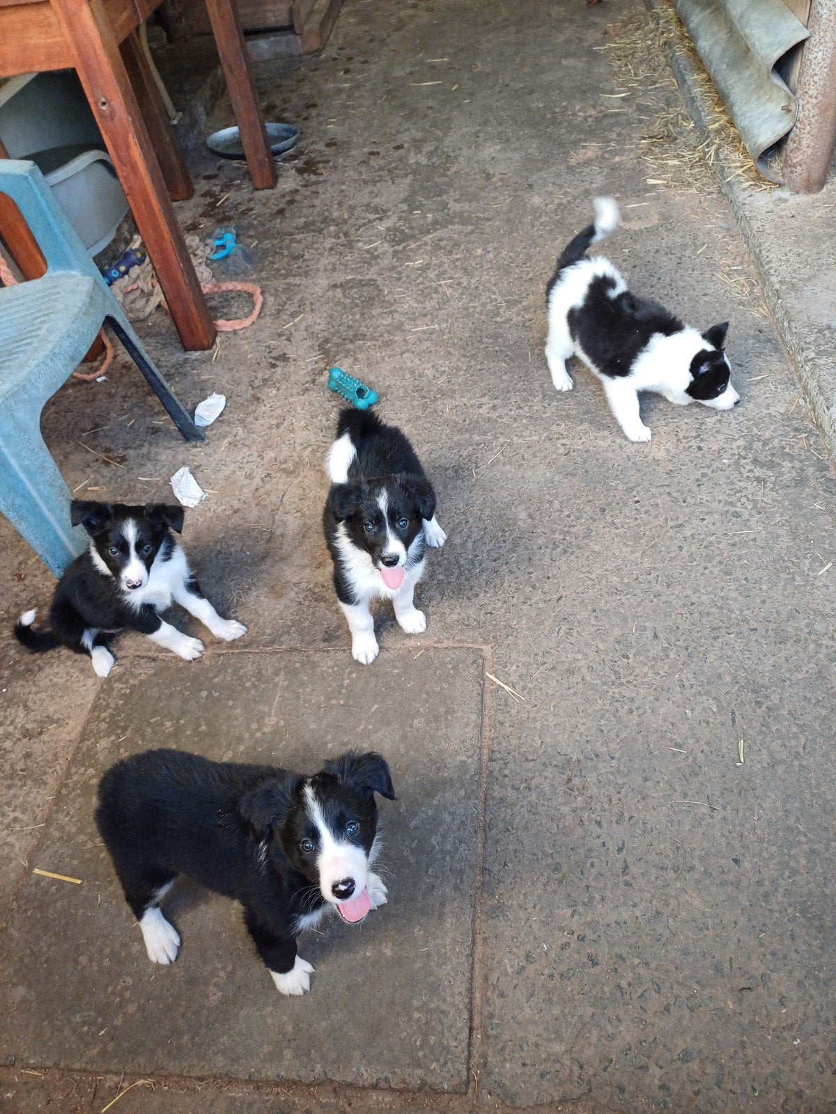 Border collie pups, 8 à 15 semaines, Colley, Plusieurs, Éleveur | Loisir