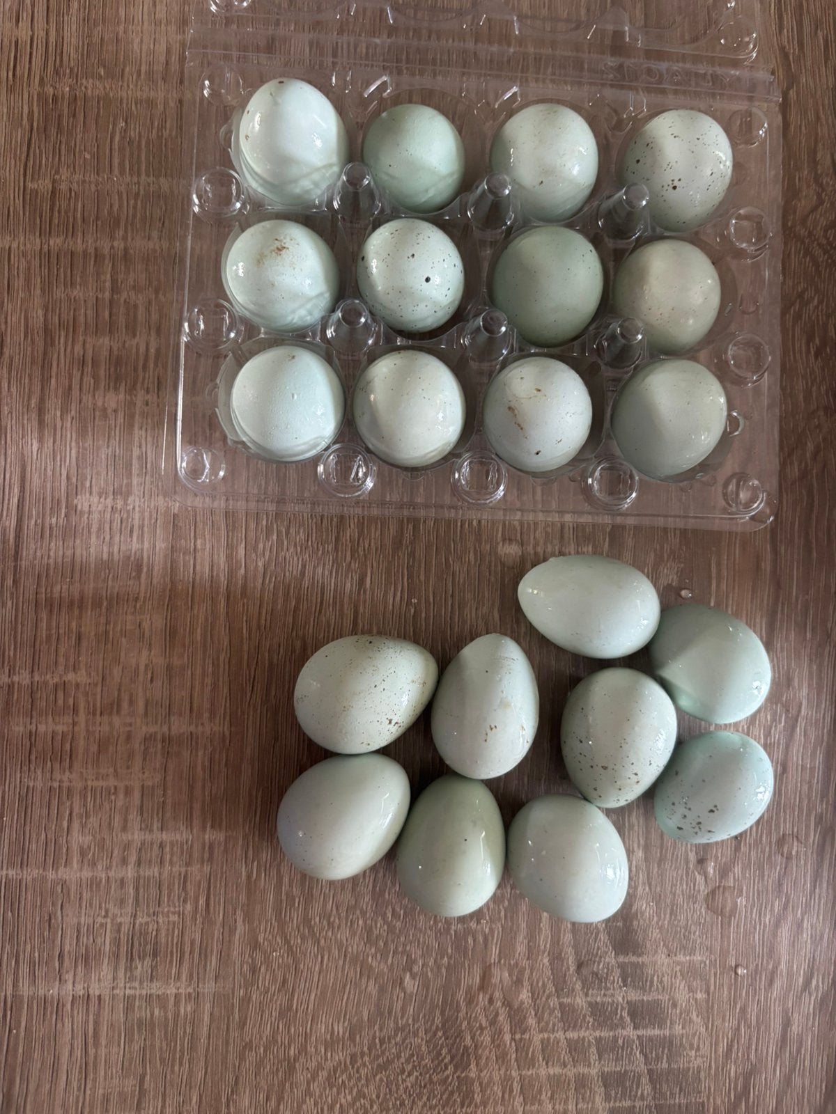 Celadon kwartel broedeieren