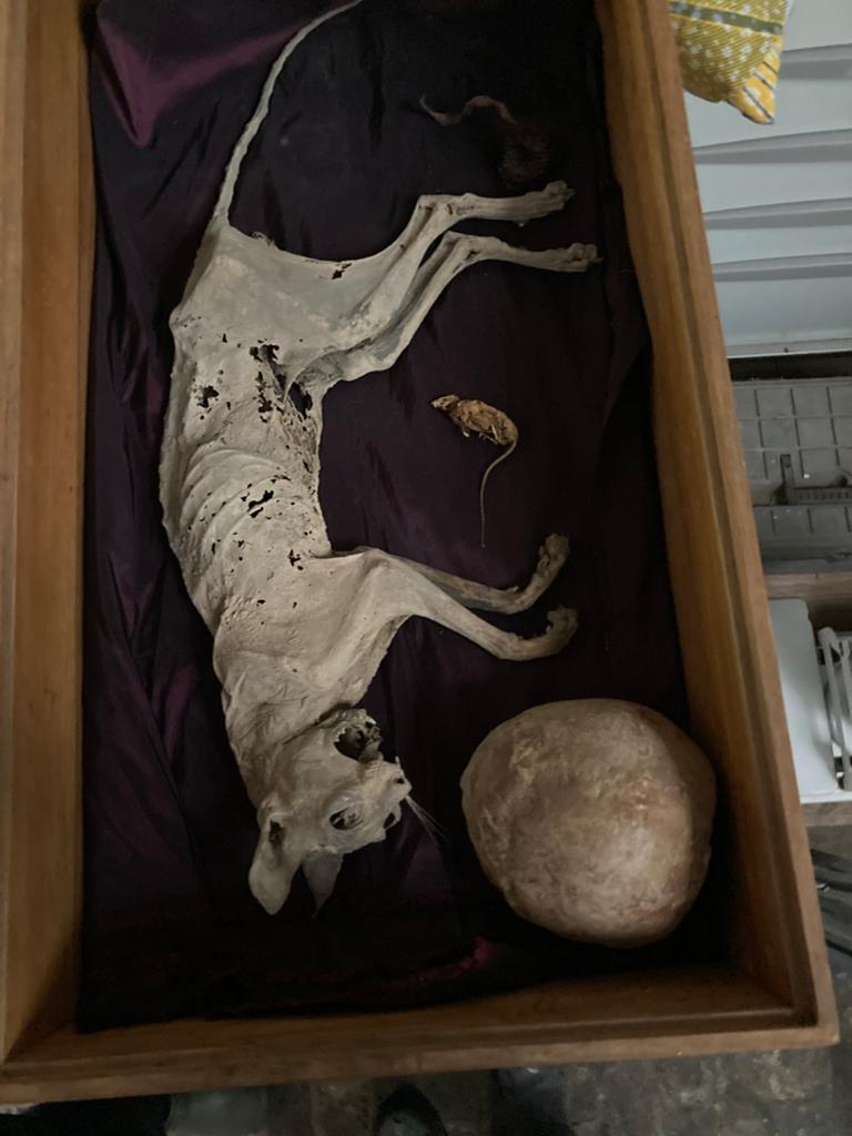 Gemummificeerde kat, Antiek en Kunst, Ophalen