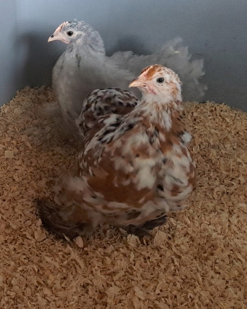Cochin kriel porselein krul & gladveer