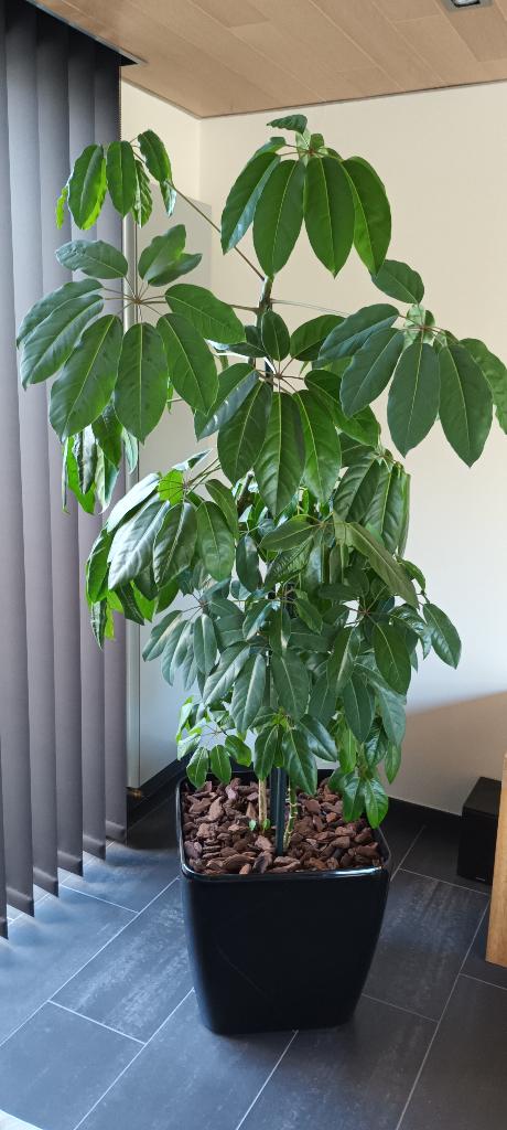 KAMERPLANT SCHEFFLERA, Ophalen