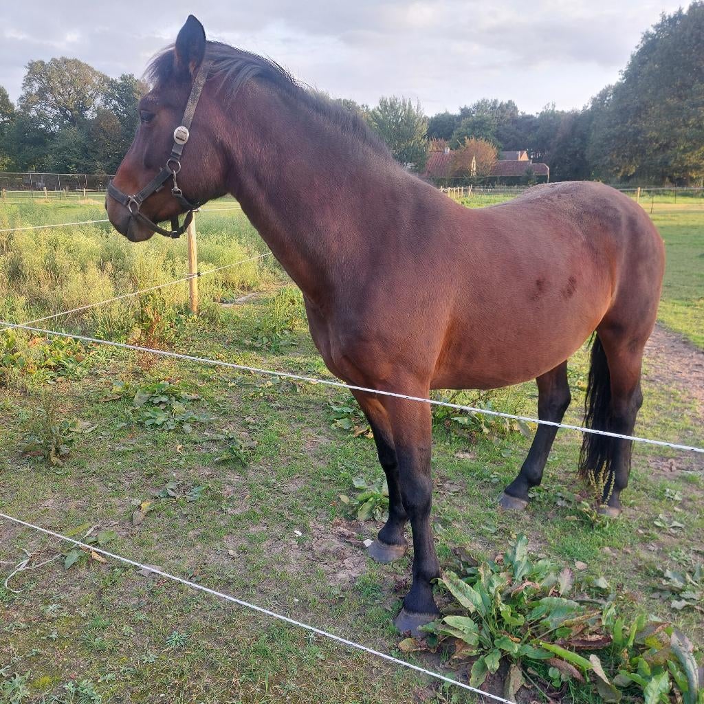 d pony, Dieren en Toebehoren, Niet van toepassing, 7 tot 10 jaar, Recreatiepony, D pony (1.37m tot 1.48m)
