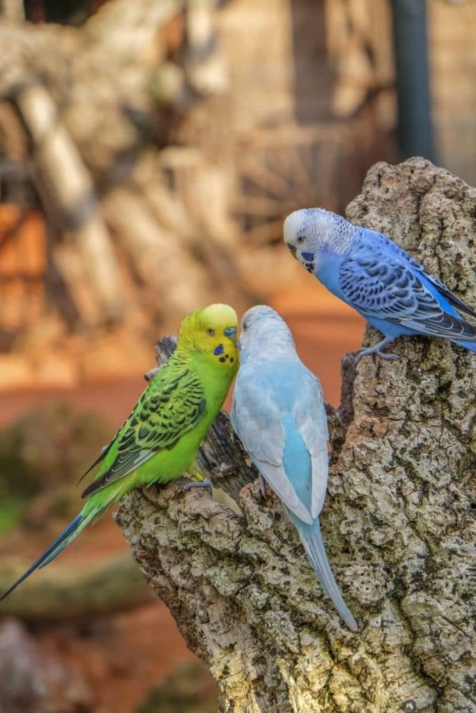 Engelse grasparkiet gezocht (pop), Dieren en Toebehoren, Vogels | Parkieten en Papegaaien