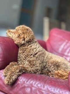chiots labradoodle, Animaux & Accessoires, Chiens | Sans pedigree, Taille moyenne, Plusieurs animaux, Éleveur | Loisir, Plusieurs