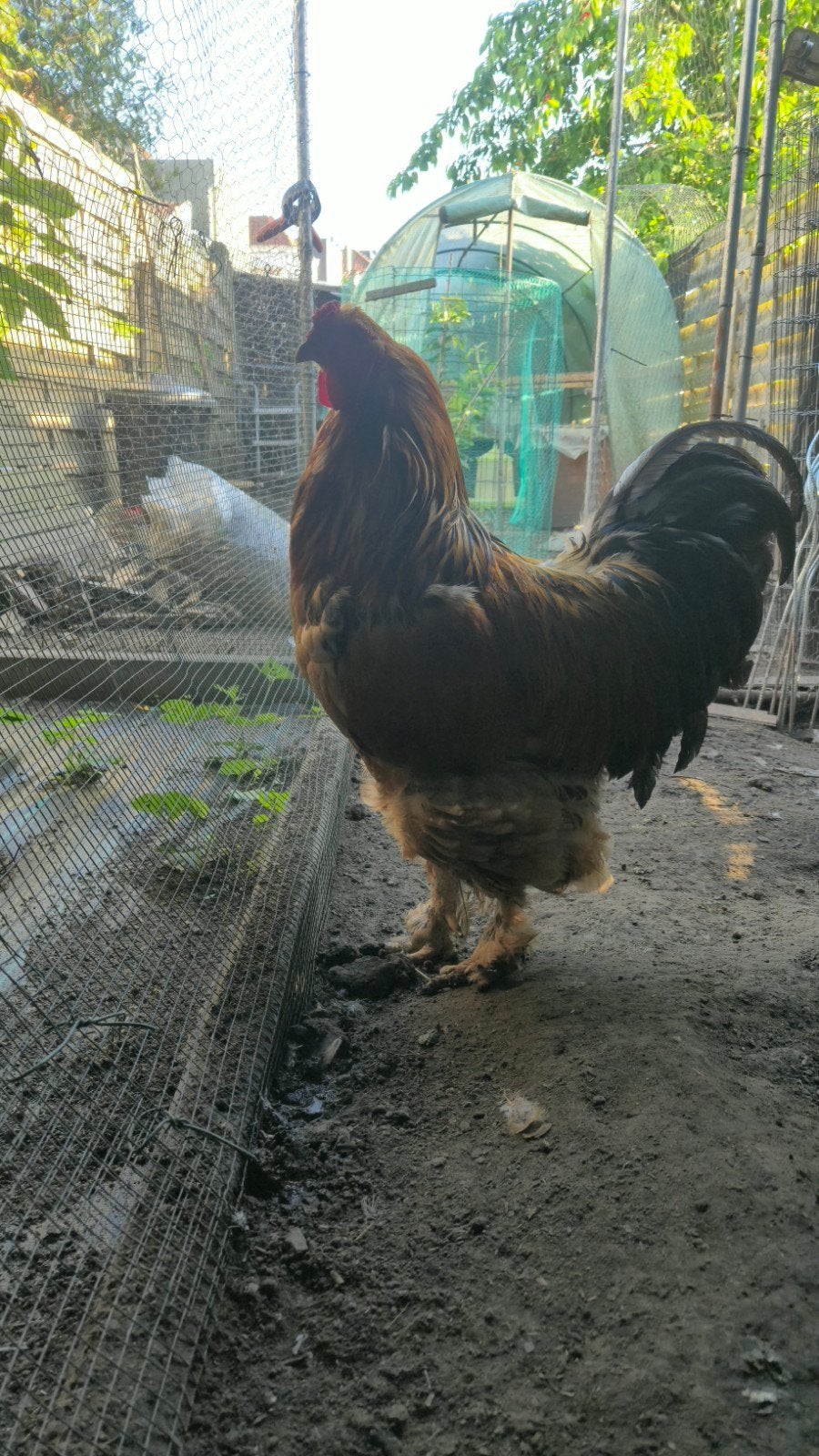 Han, Dieren en Toebehoren, Pluimvee