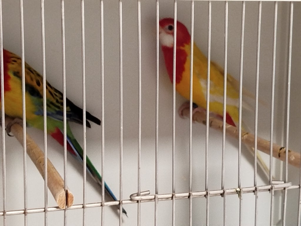 Rosella's