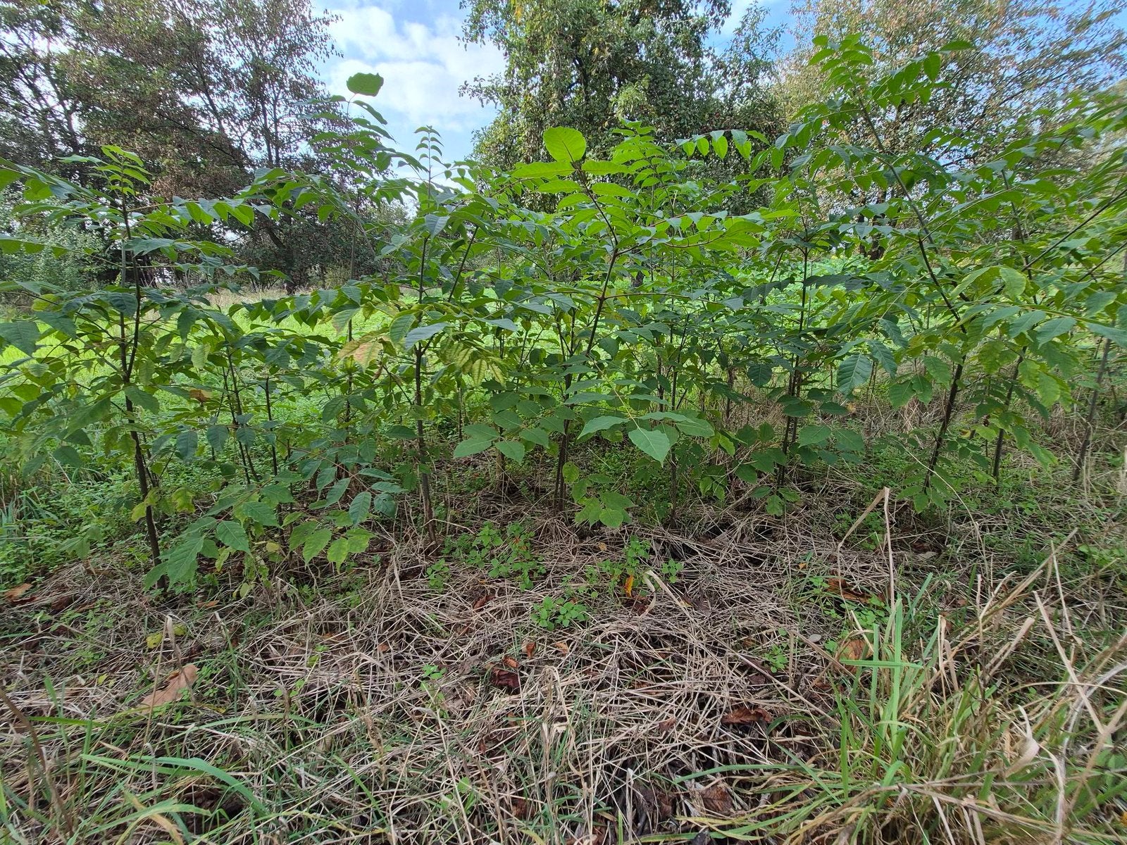 Te koop: Tetradium Daniellii = geliefd bij insecten en bijen, Ophalen, 100 tot 250 cm