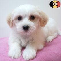 Havanezer, Belgische pups te koop, Dieren en Toebehoren, België, CDV (hondenziekte), 8 tot 15 weken, Meerdere
