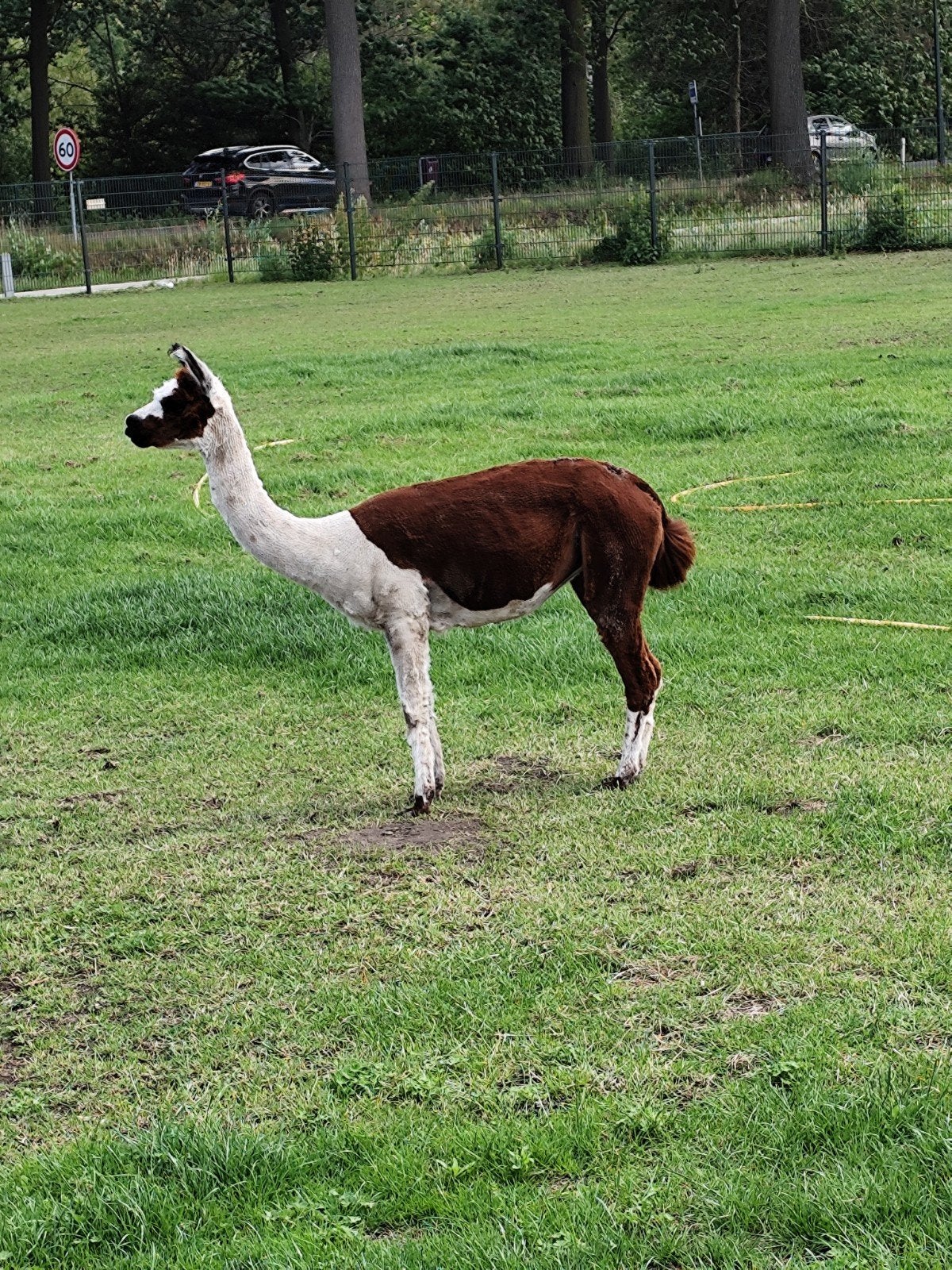 Te koop diverse bonte alpaca merries, Dieren en Toebehoren, Overige Dieren, Vrouwelijk, Mei