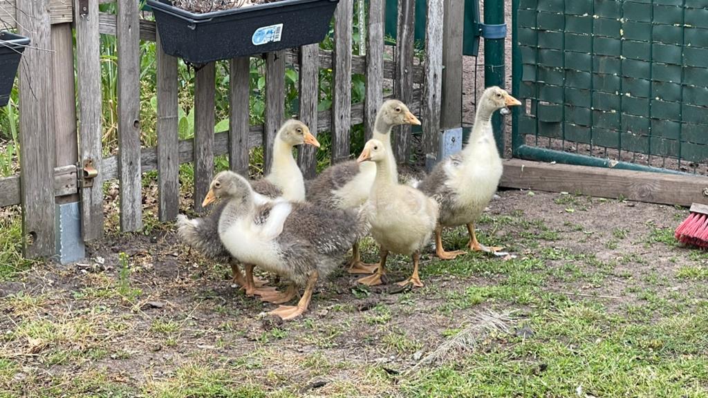 Verschillende kuikens, Dieren en Toebehoren, Pluimvee