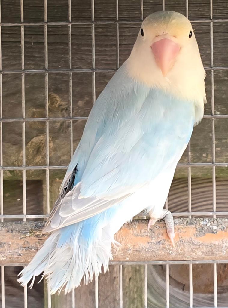 2 Ef Sapphire Opaline Dilute Fischeri 2025, Animaux & Accessoires, Oiseaux | Perruches & Perroquets, Perroquet nain ou Inséparable