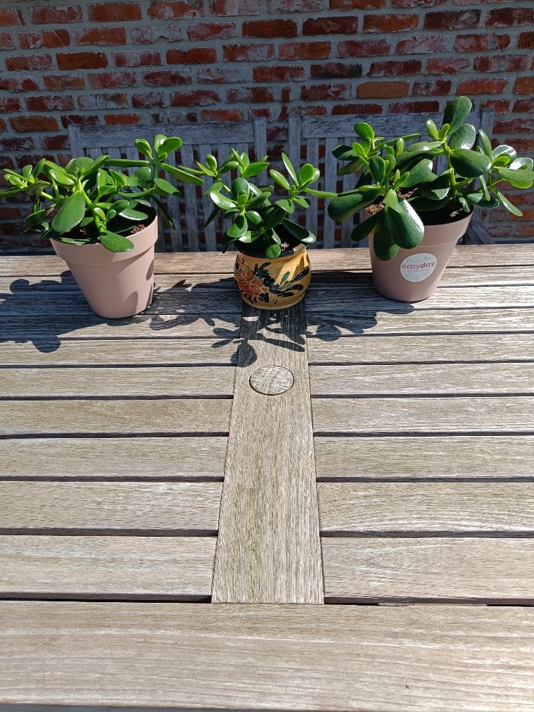 Kamerplanten. Vetplanten. Crassula. Aantal: 3 stuks., Huis en Inrichting, Kamerplanten, Ophalen, Vetplant, Halfschaduw, In pot