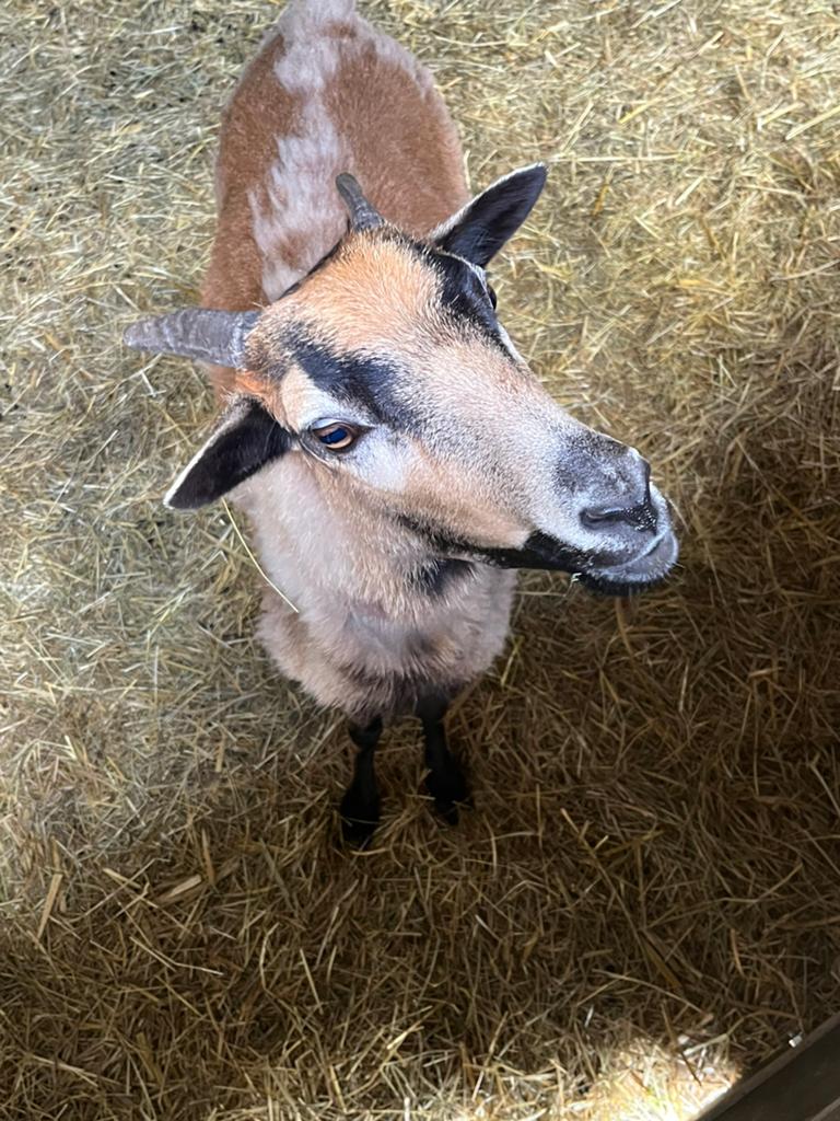 Kameroenschaap - jonge ooi, Dieren en Toebehoren, Schapen, Geiten en Varkens, Vrouwelijk, Schaap, 0 tot 2 jaar