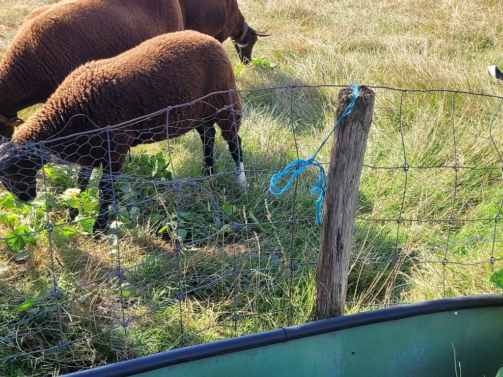 schaap, Dieren en Toebehoren, Schapen, Geiten en Varkens, Mannelijk, Schaap, 0 tot 2 jaar