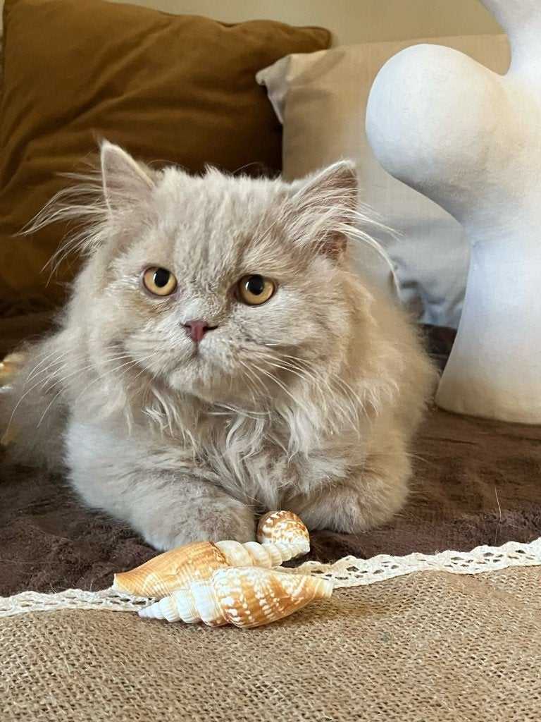 Brits langhaar kater, Dieren en Toebehoren, Kater, Met stamboom, 0 tot 2 jaar