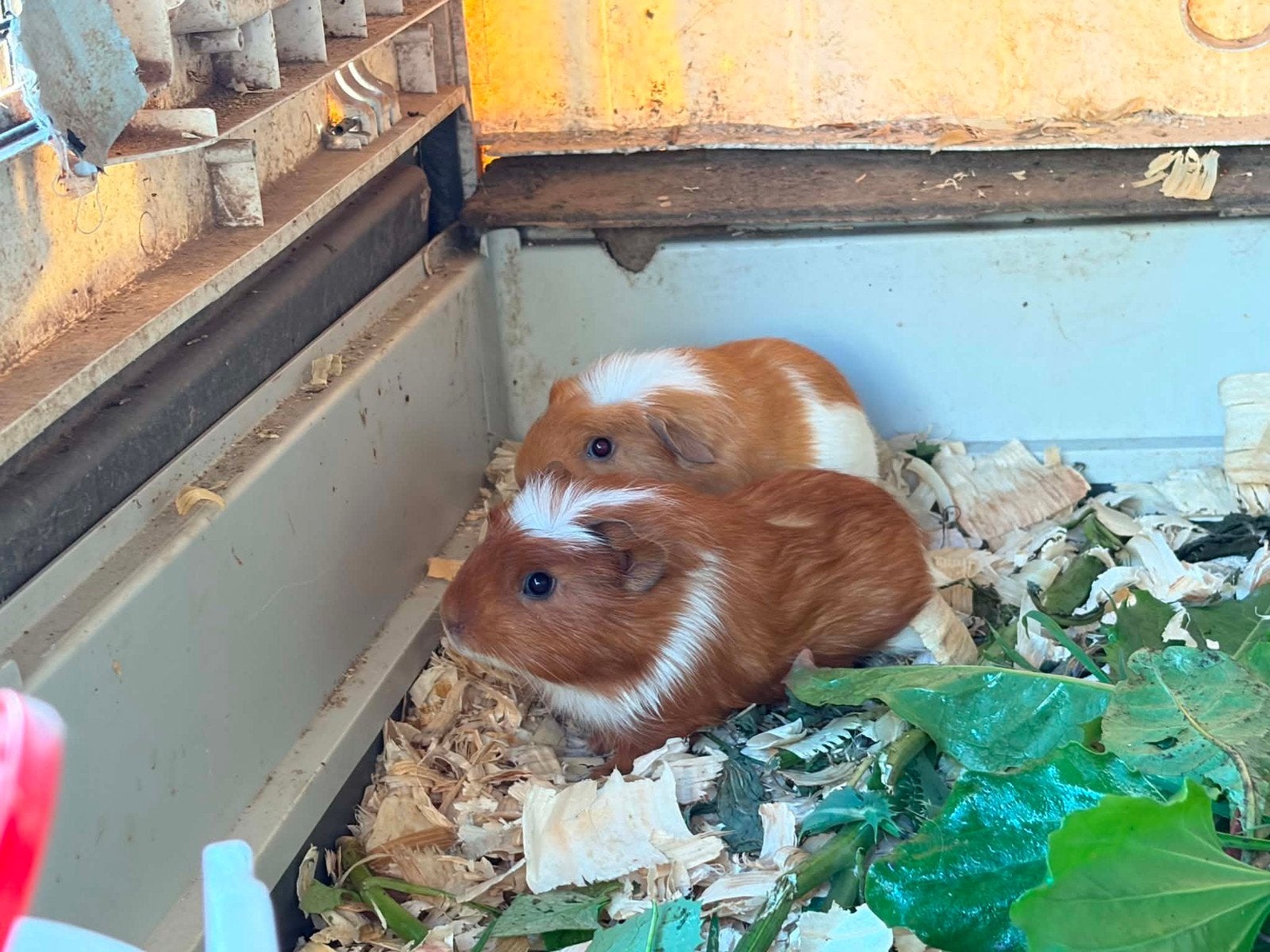 2 Cavia beertjes, Dieren en Toebehoren, Knaagdieren, Juni, Mannelijk, Cavia