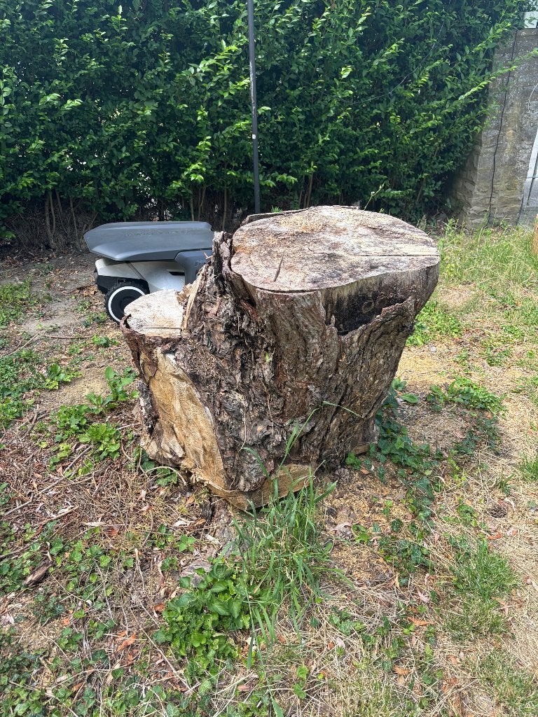 Troncs arbre, Jardin & Terrasse, Bois de chauffage, Troncs d'arbres, Autres essences de bois, Enlèvement