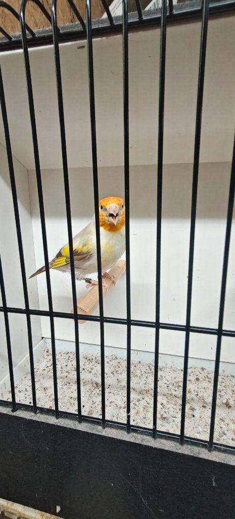 Top kwaliteit isabel witkop pop 2026, Dieren en Toebehoren, Vrouwelijk, Wildzangvogel, Geringd