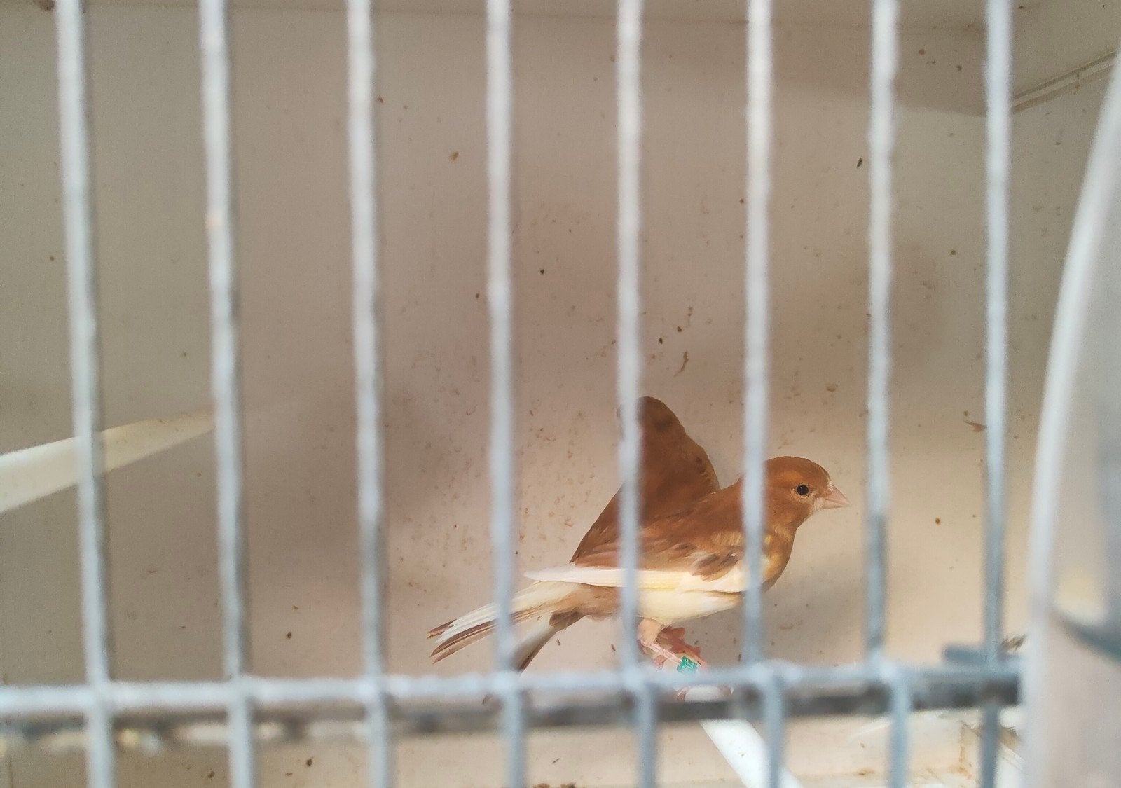 mosaïque hétéroclite et jaune, Animaux & Accessoires, Oiseaux | Canaris