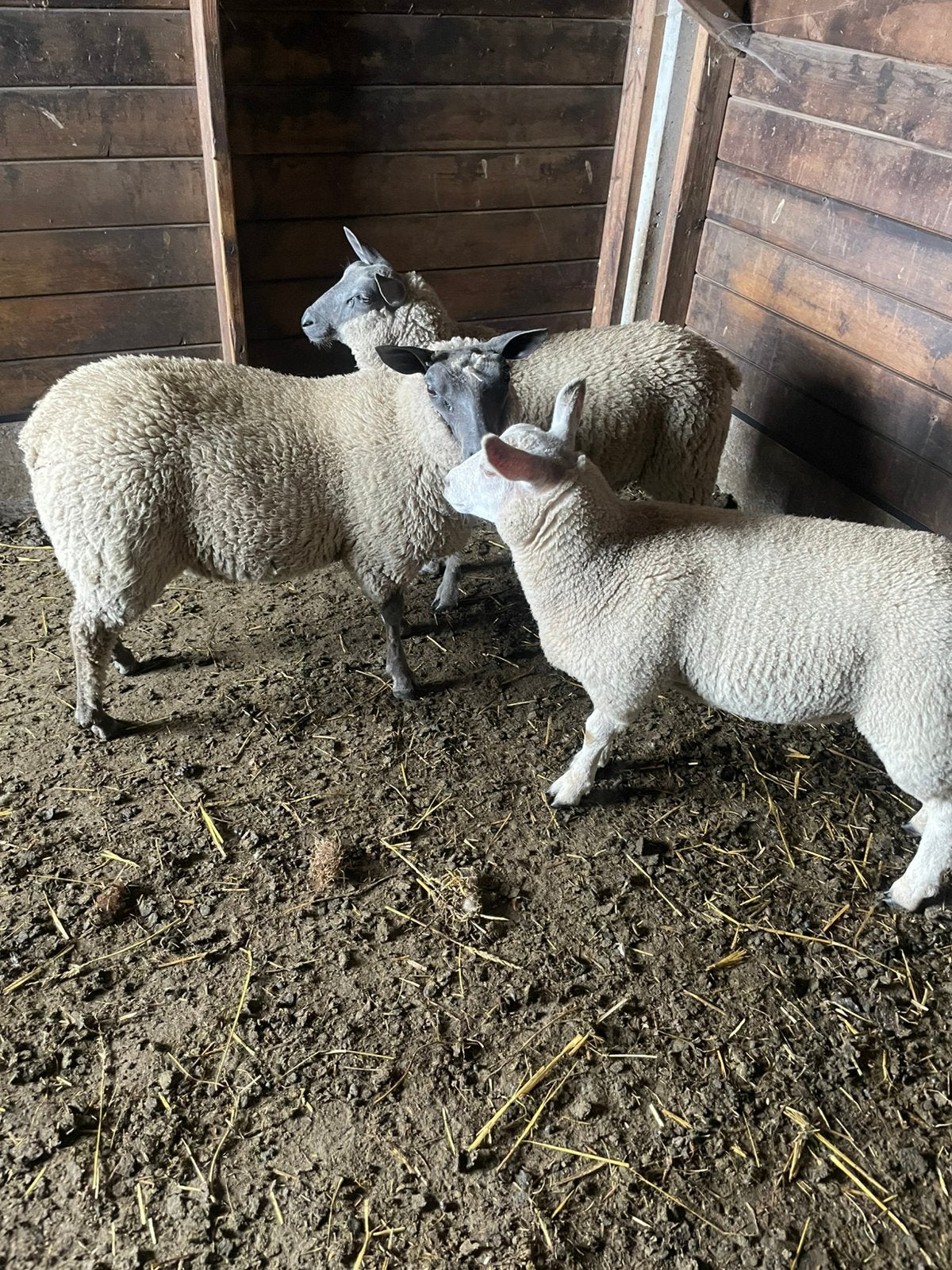 Schapen, Dieren en Toebehoren