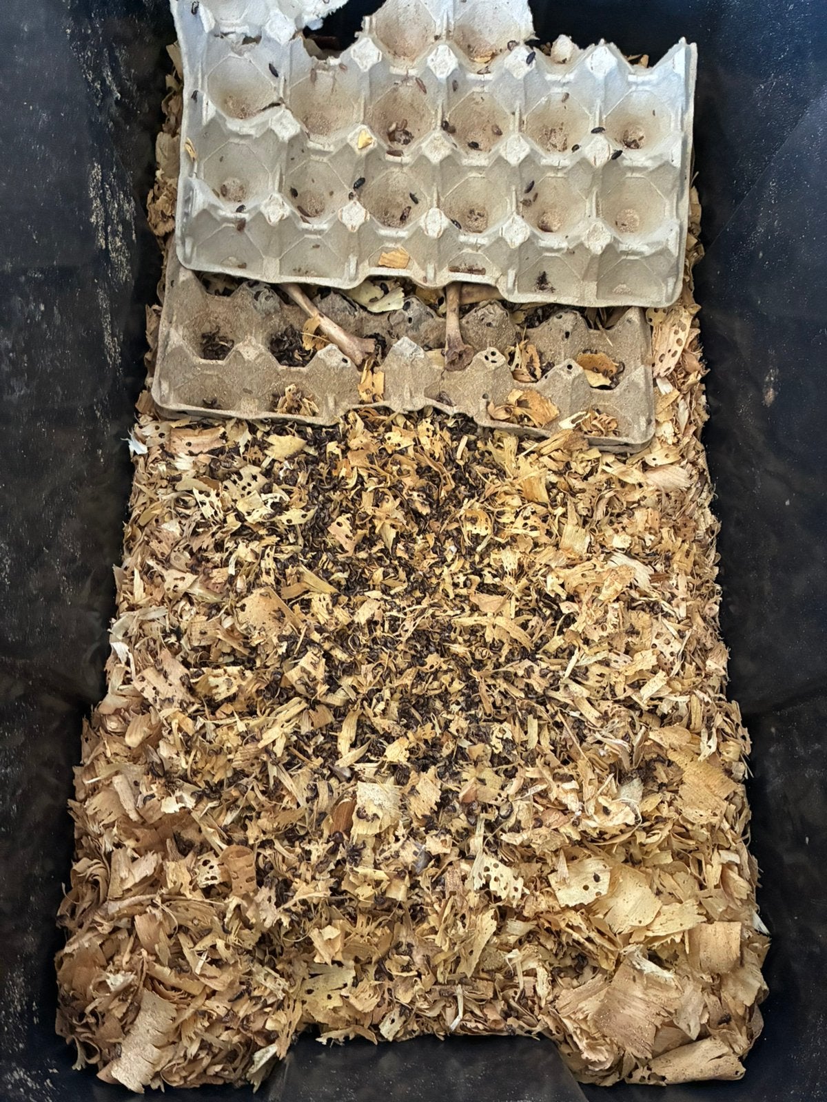 Dermestes, spekkevers, vleesetende kevers, Dieren en Toebehoren
