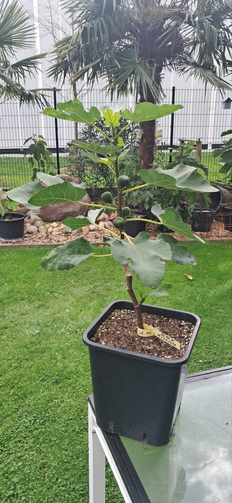 vijgenboom Black mission, Tuin en Terras, Ophalen, Vijgenboom