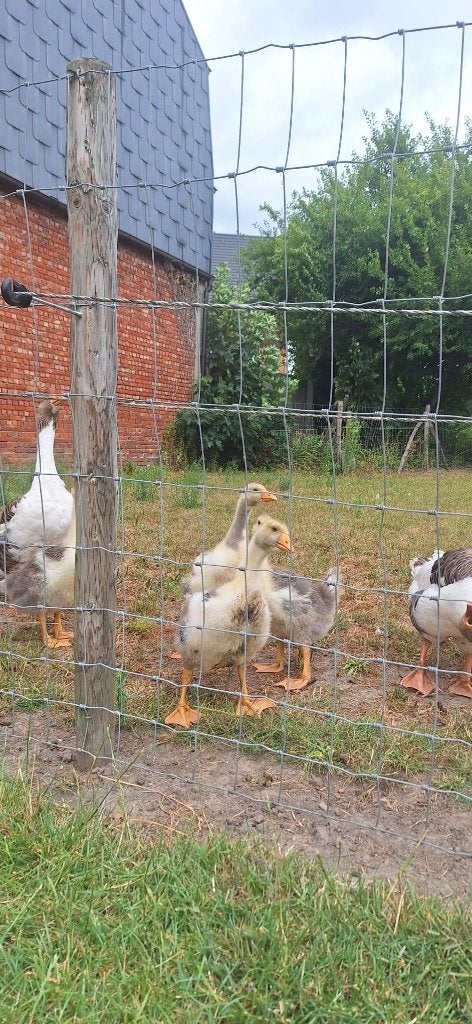 4 jonge vlaamse ganzen (2026), Dieren en Toebehoren, Pluimvee, Meerdere dieren, Gans of Zwaan