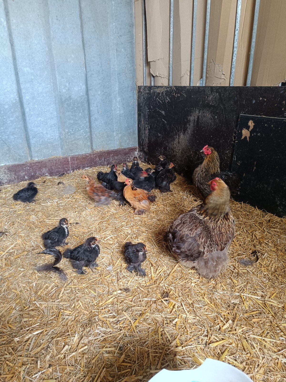 cochin kriel kuikens, Dieren en Toebehoren, Pluimvee