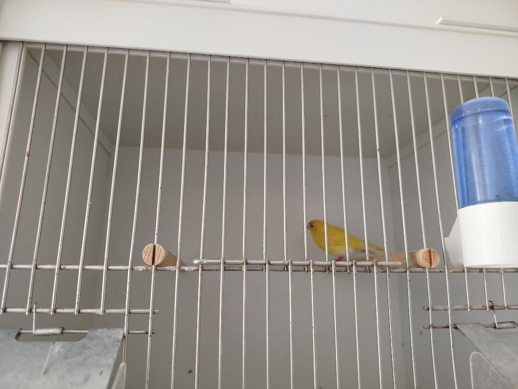 Dom gele sijs man, Dieren en Toebehoren