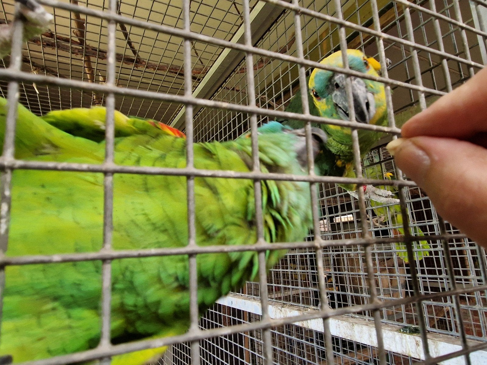 Deux paires d'amazones à front bleu à vendre., Animaux & Accessoires, Domestique