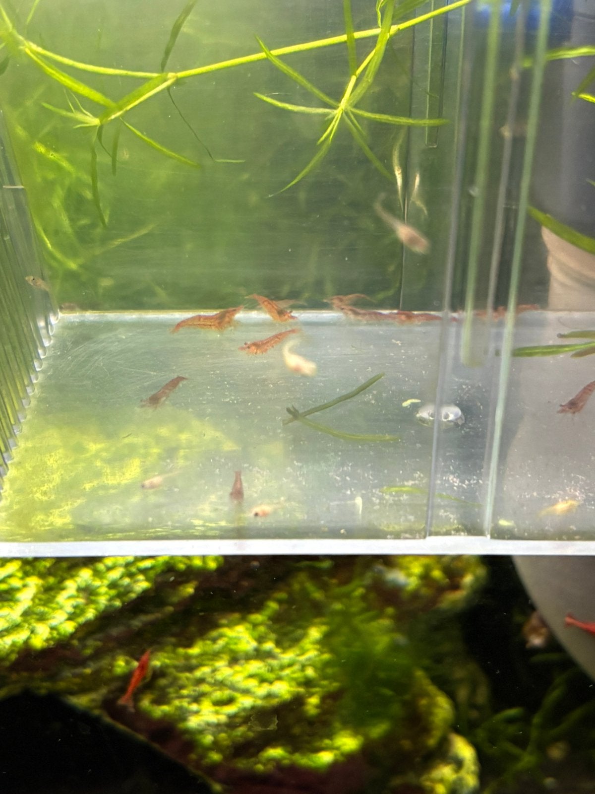 Cull rode garnalen neocaridina, Dieren en Toebehoren, Kreeft, Krab of Garnaal, Zoetwatervis, Schoolvis
