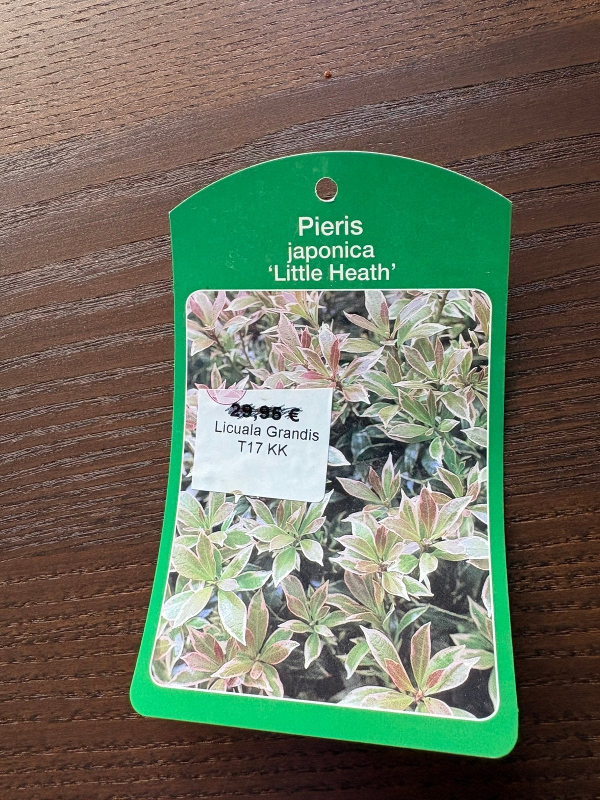 Plantes pieris, Jardin & Terrasse, Enlèvement, Arbuste, 100 à 250 cm