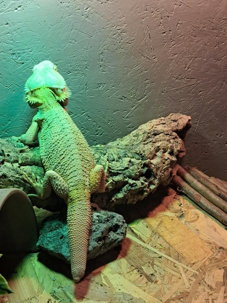 Baardagaam man, Dieren en Toebehoren