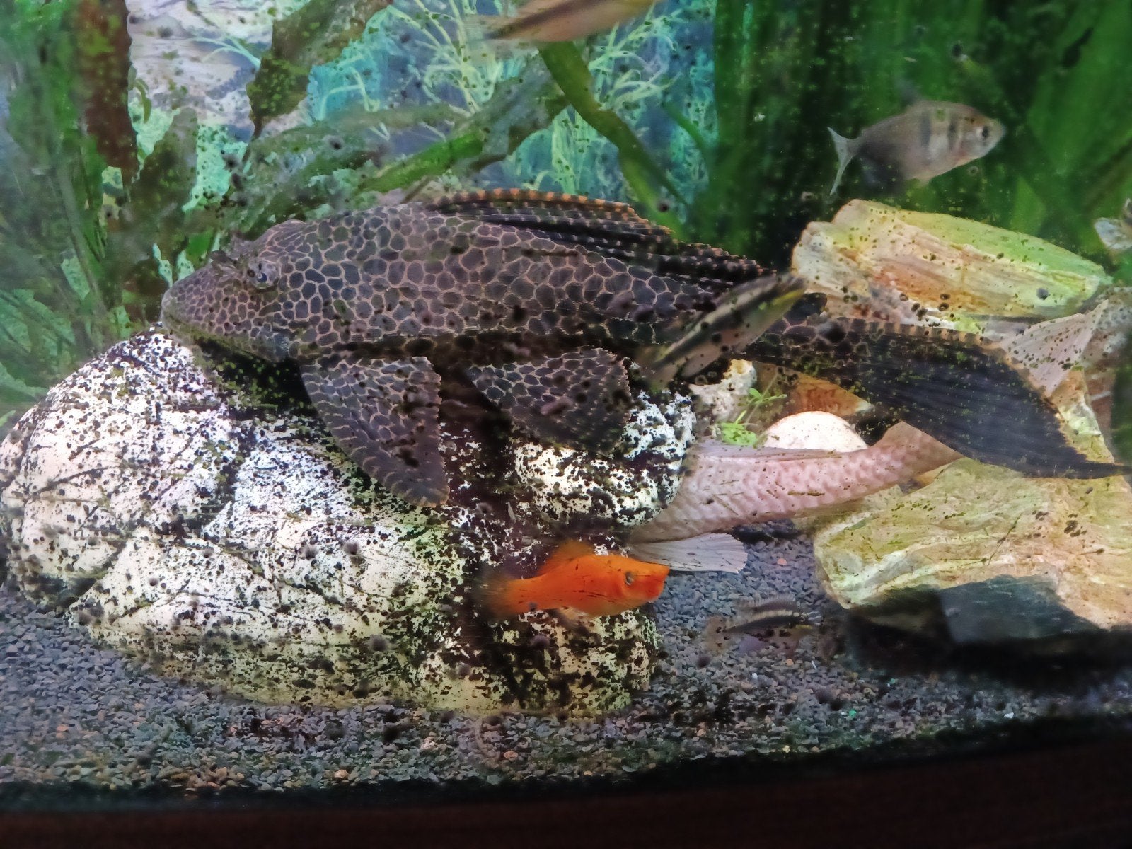 Grote Gibbiceps / Sailfin Pleco – 30 cm – Gezonde meerval, Animaux & Accessoires, Poisson