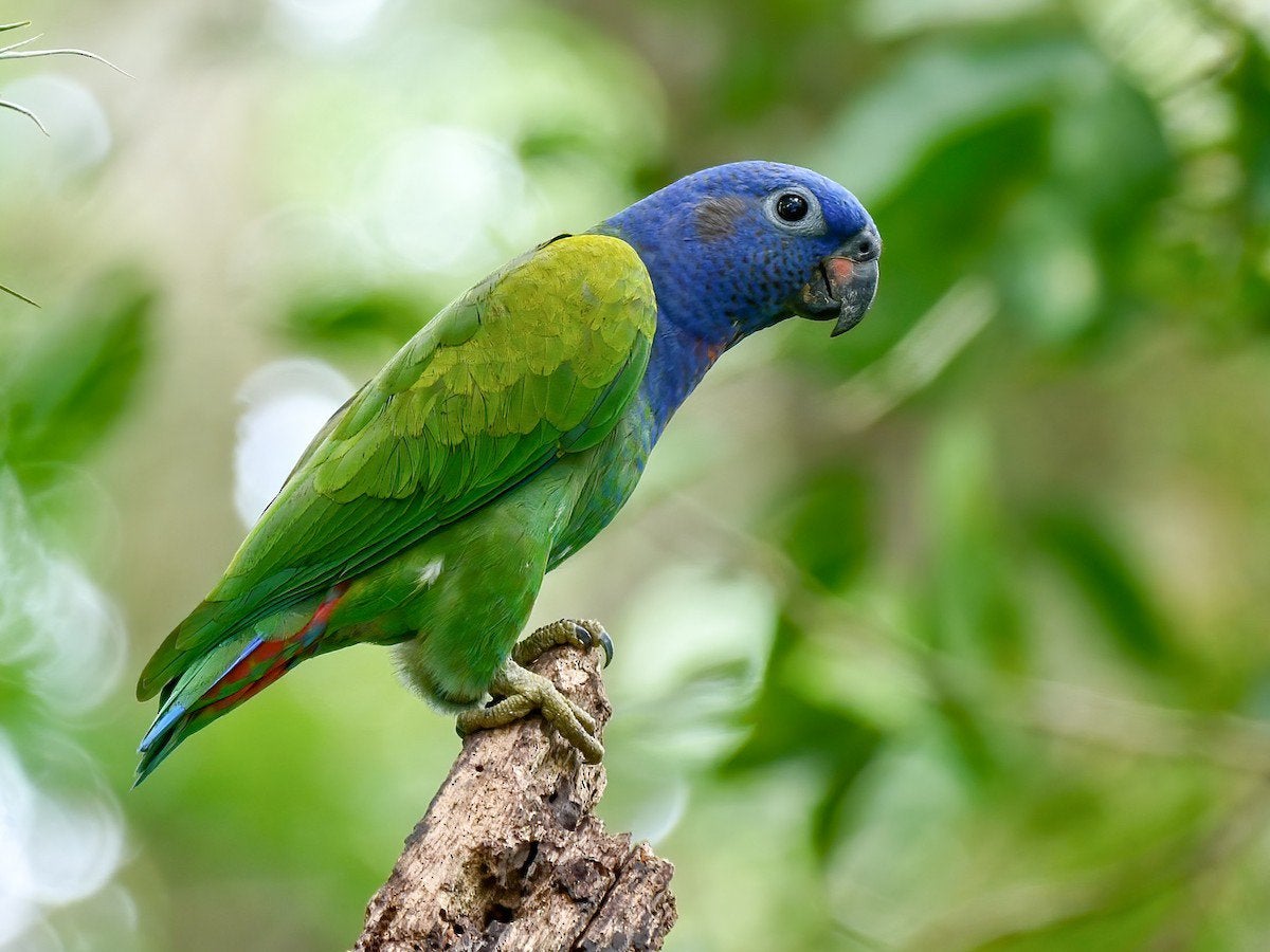 Koppel pionus menstruus, Dieren en Toebehoren, Meerdere dieren, Papegaai, Geringd