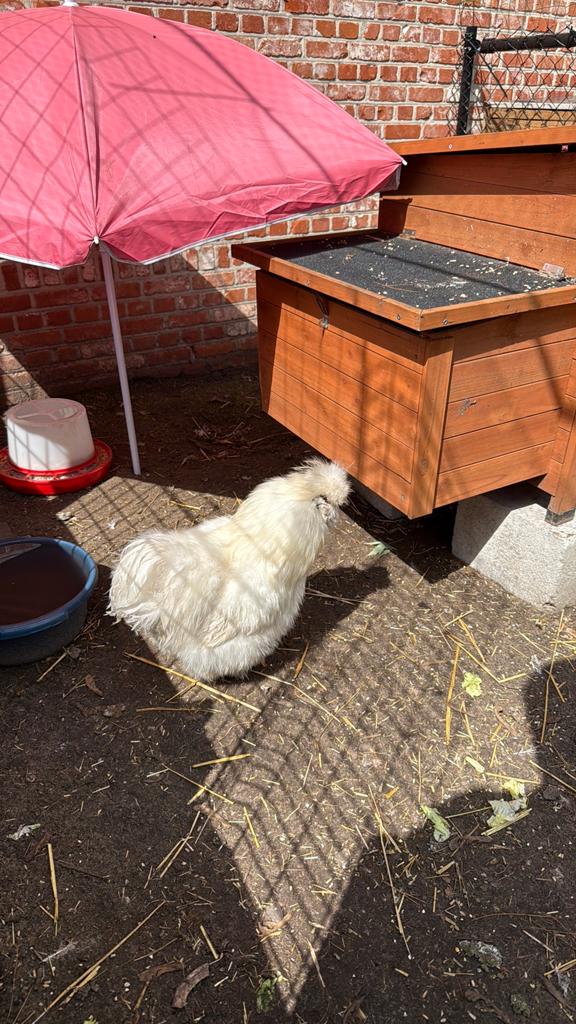 Broedeiren, Dieren en Toebehoren, Pluimvee