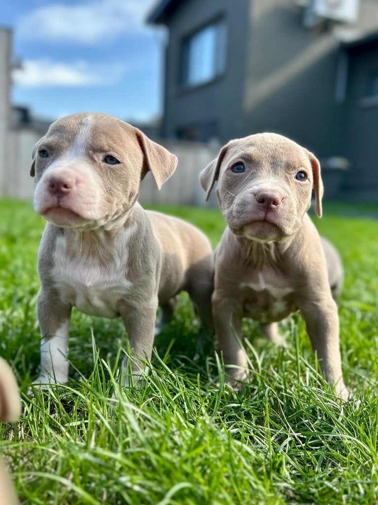 Beaux chiots Stafford américains, Animaux & Accessoires, American Staffordshire Terrier, Maladie de Carré (chiens), Plusieurs