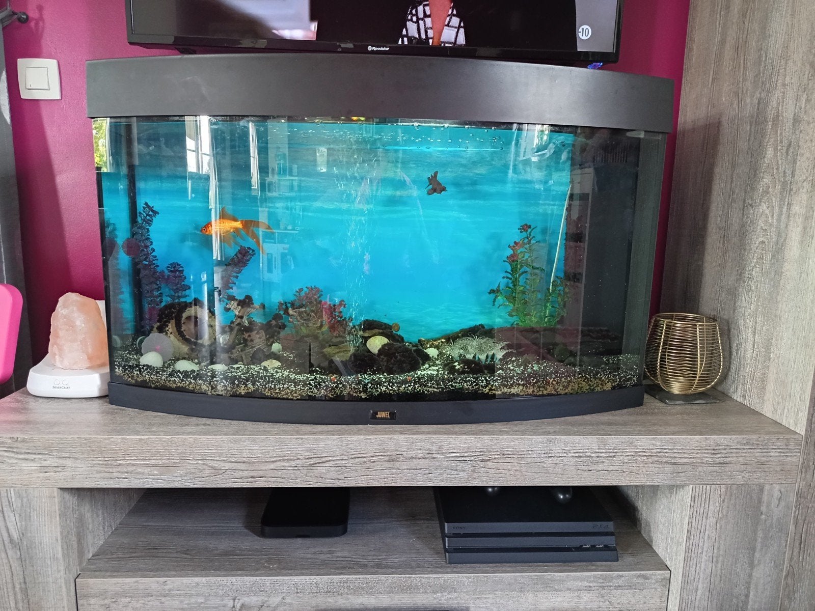 Aquarium d’environ 150 litres, en très bon état et actuellem, Enlèvement, Pompe, Utilisé, Aquarium d'eau douce rempli