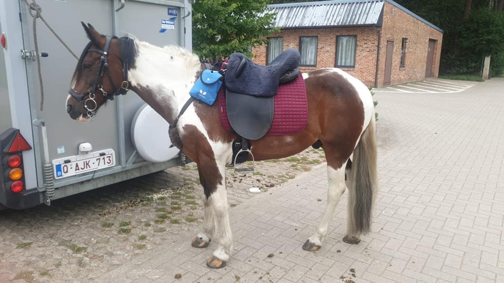 verzorgpaard gezocht!!, Dieren en Toebehoren, M