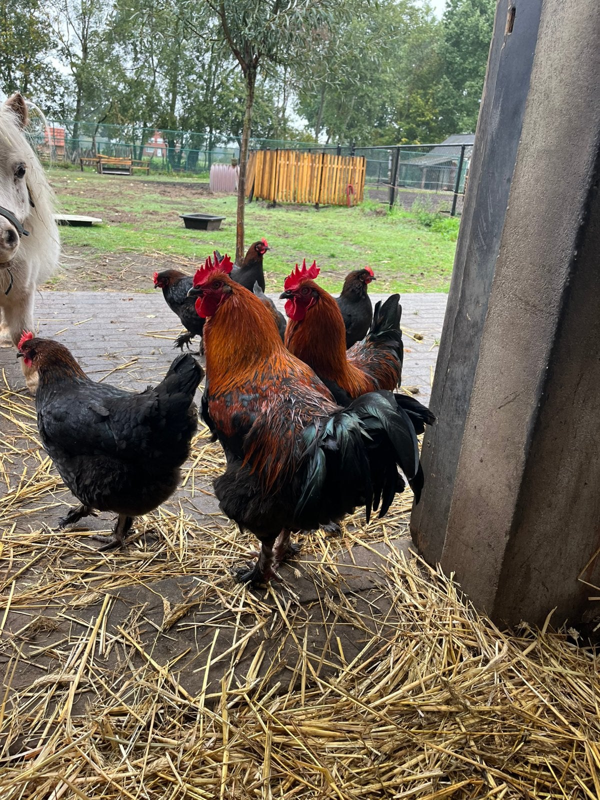Marans hanen, Dieren en Toebehoren, Mannelijk, Kip