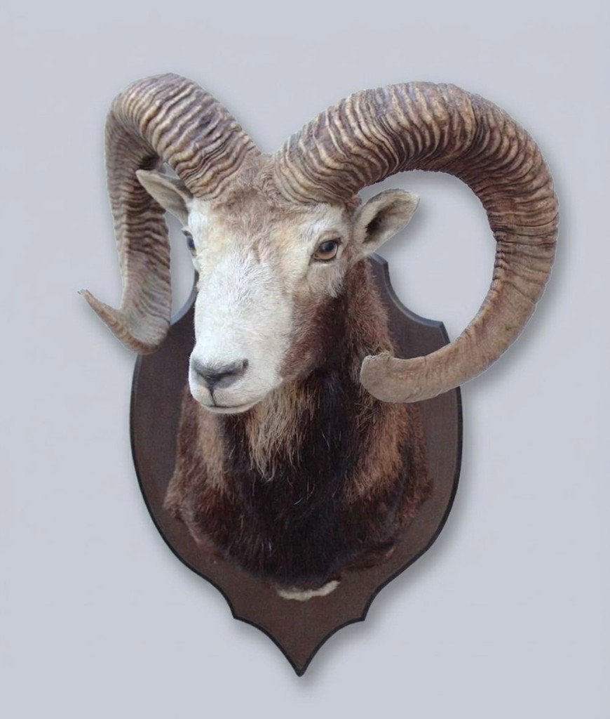 Grote opgezette KOP MOEFLON RAM op houten schild (ref. C), Ophalen, Gebruikt, Wild dier, Opgezet dier